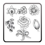 draw flowers android application logo